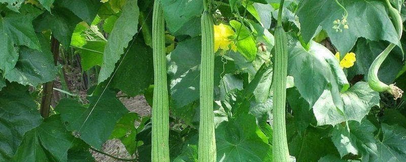丝瓜种子什么时候播种？四季种植全攻略