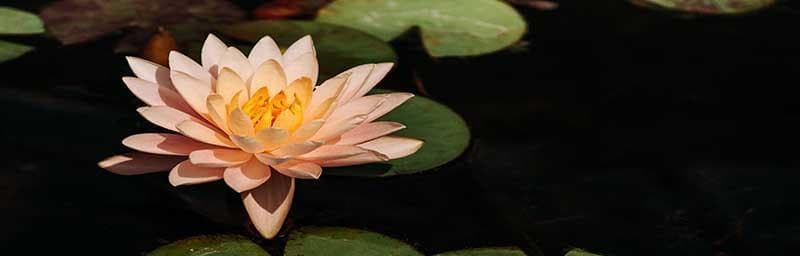 莲花的象征意义：从佛教智慧到艺术灵感