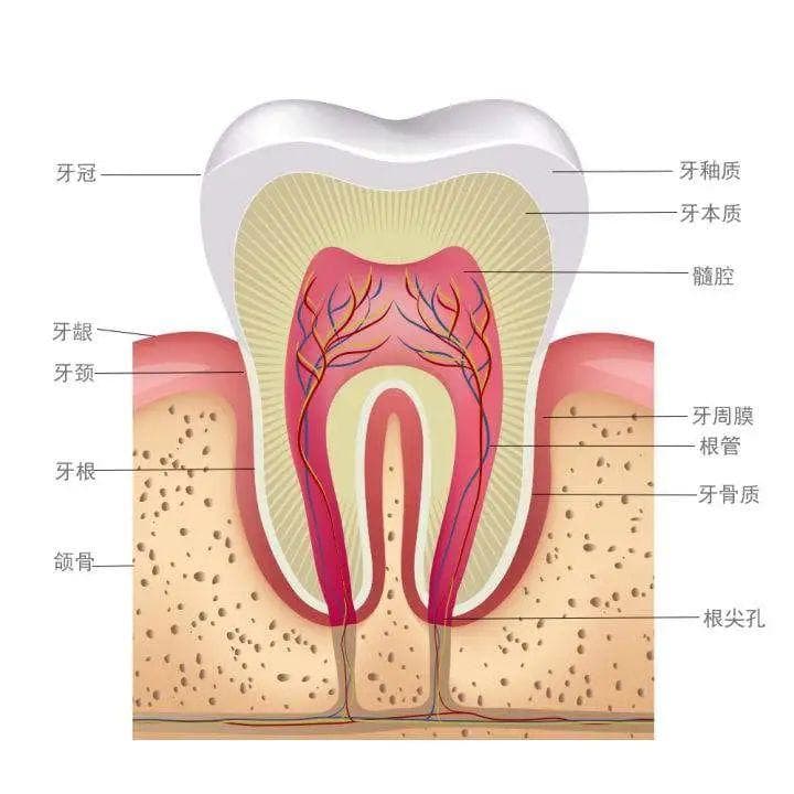 为啥牙疼总是在晚上？「夜间牙疼」的原因是什么？