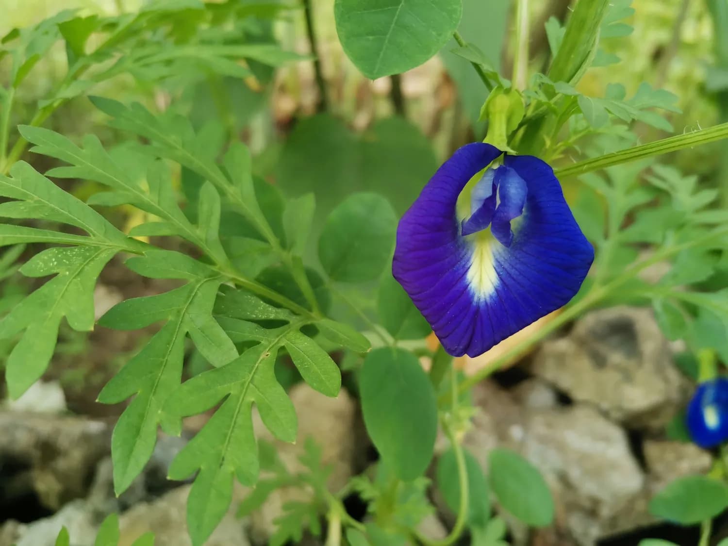 蝶豆花：从传统草药到现代医学新宠