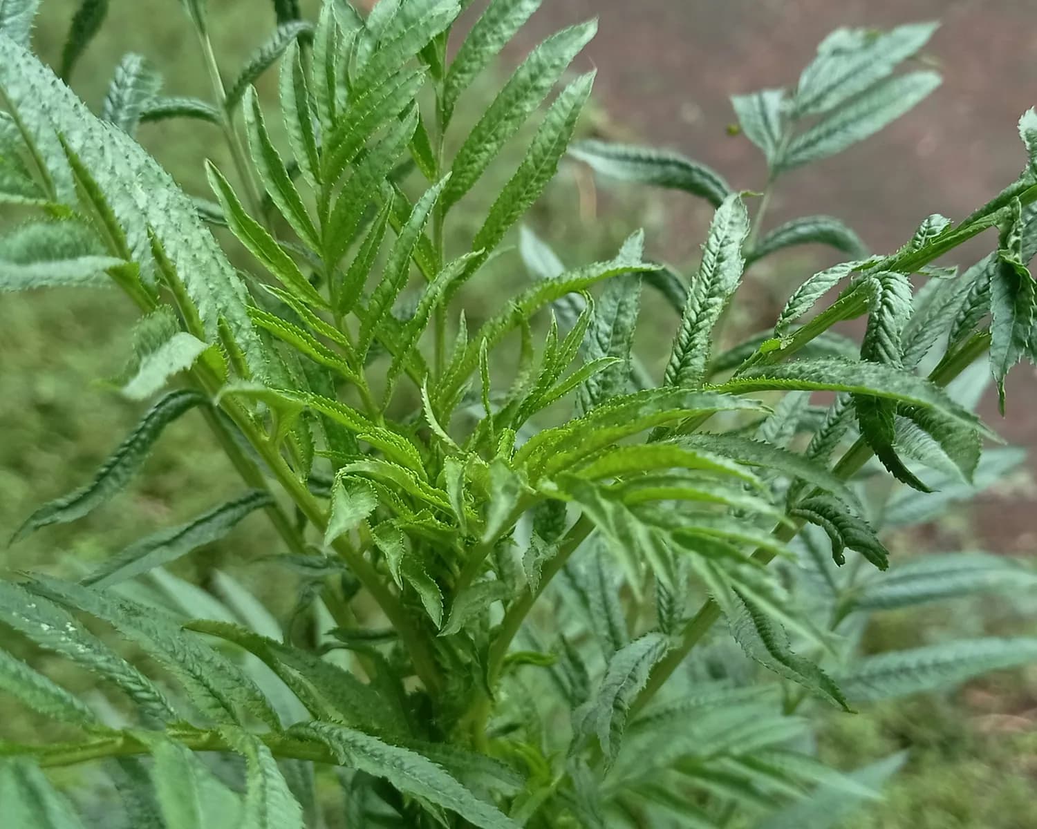 艾草：中国传统医学的秘密武器