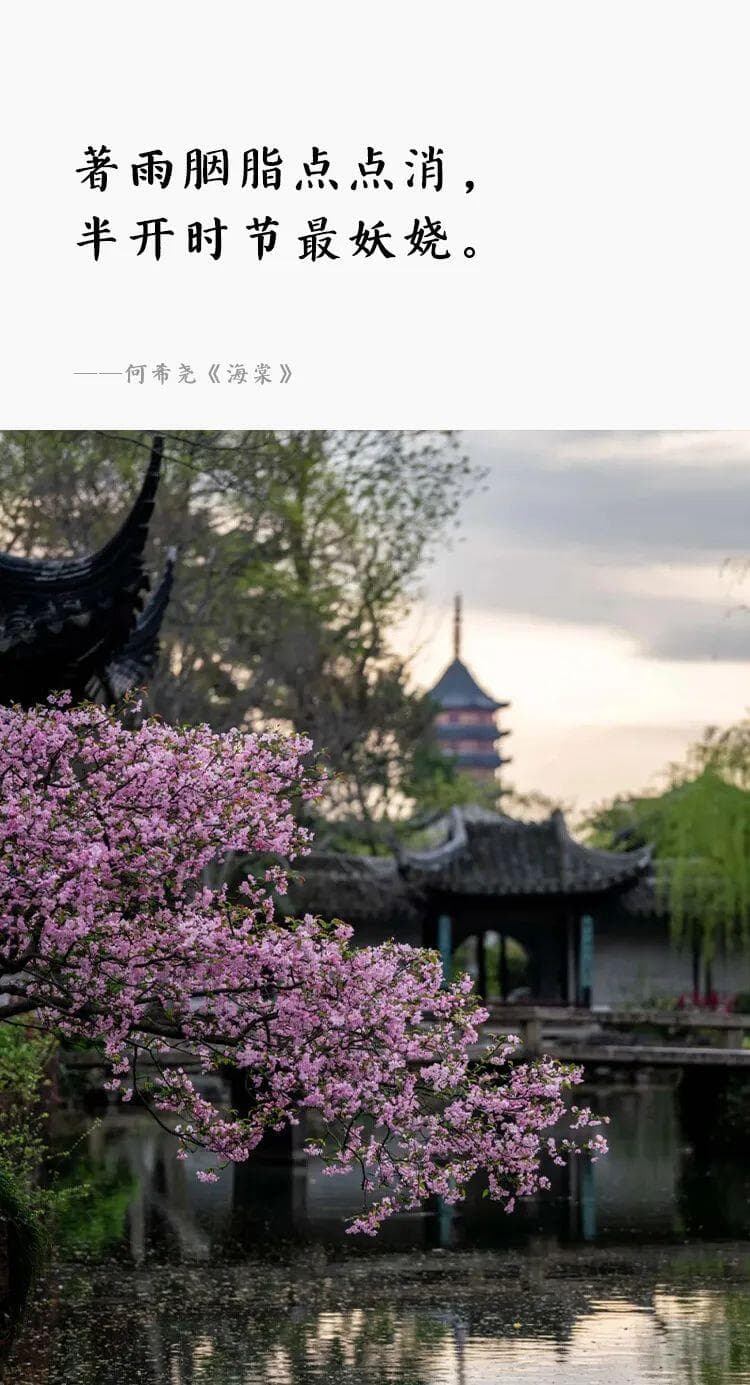 海棠花，在苏州园林中是什么地位