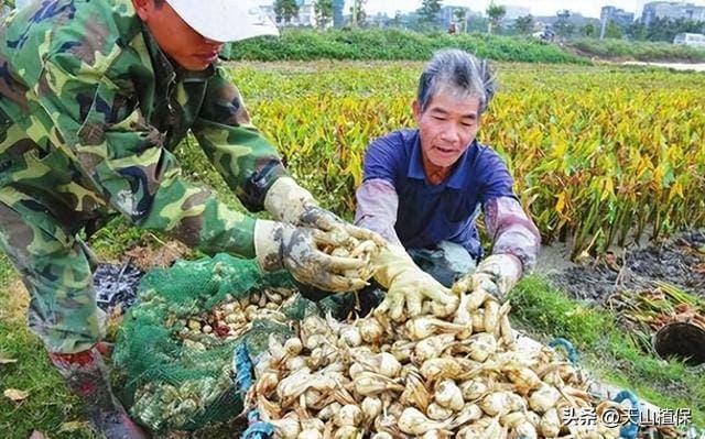 农民种植收益怎么提高