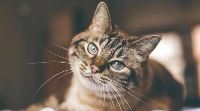 猫咪的胡须为什么是长长的？
