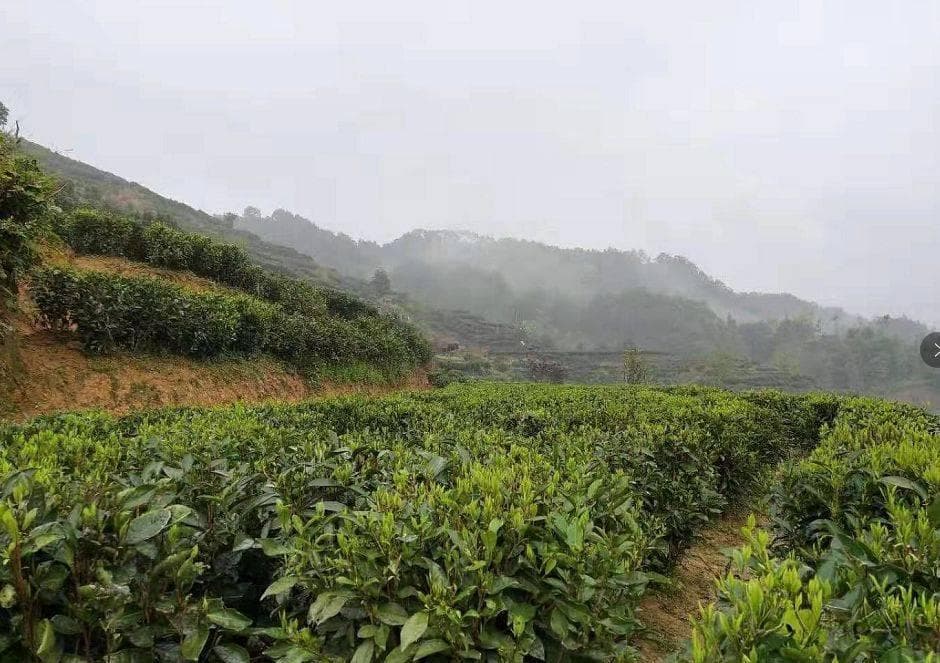 六堡茶：千年名茶的九大保健功效
