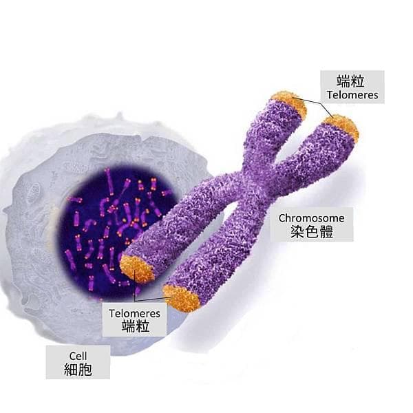 再谈端粒的秘密：如何通过延长端粒抗衰，重启细胞青春活力