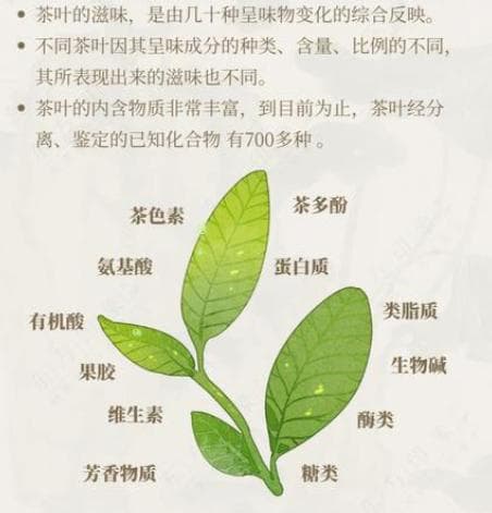 茶叶中的主要成分及其作用