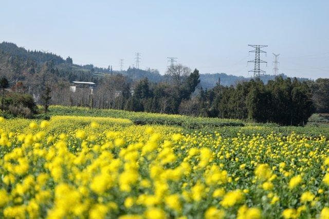 云南油菜花火上热搜！各打卡点花开了吗？记者带你去看