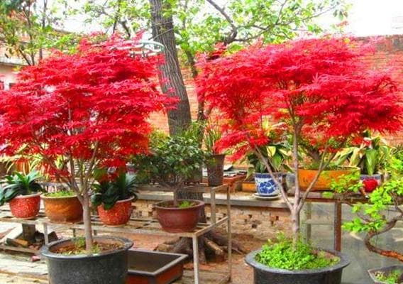 春季秋季种植正当时，红枫养护全攻略