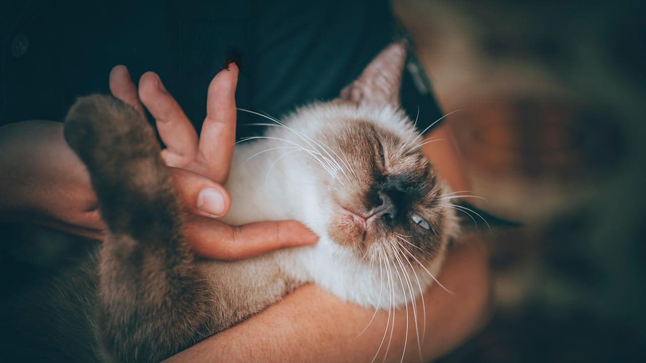 猫有情绪吗？探索猫咪的情感世界