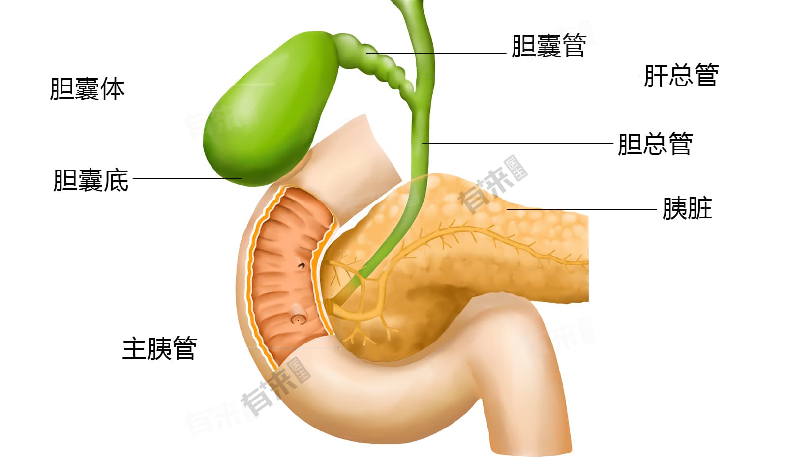 胆囊和胰腺的关系
