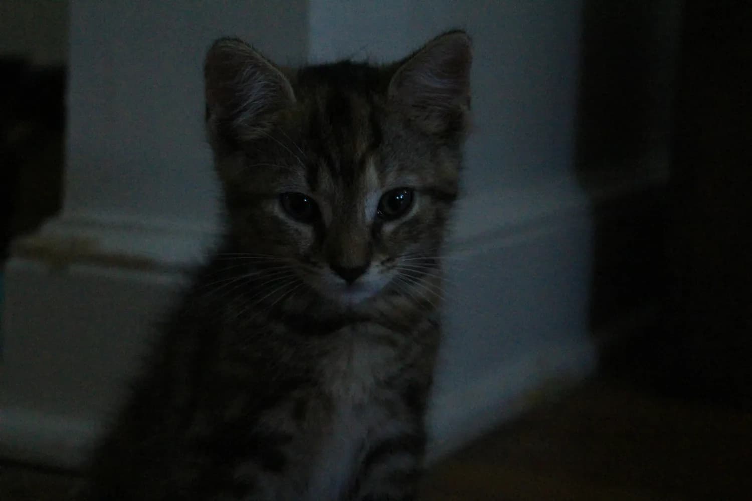 猫咪夜闹让你失眠？试试这招！