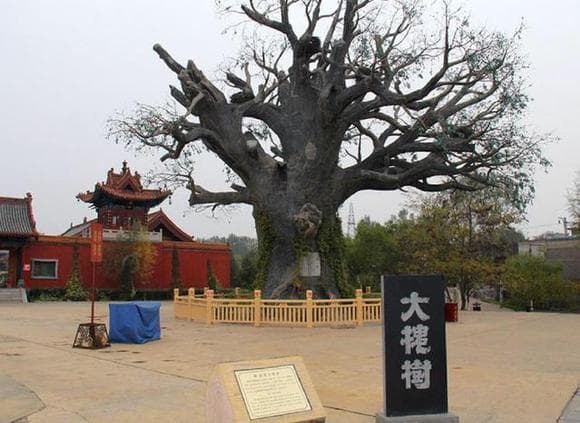 问我祖先何处来，山西洪洞大槐树！揭秘史上最凄惨的一次大移民