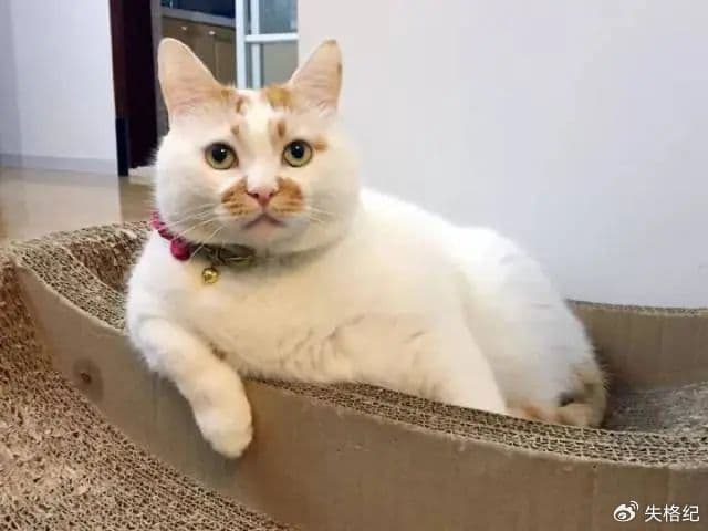 猫会记仇吗？如何与猫咪建立良好的关系？