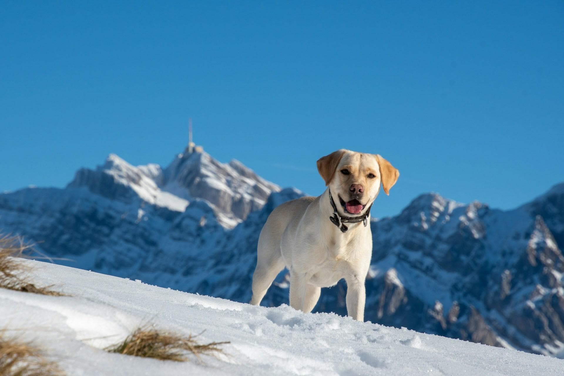 拉布拉多犬每天需要多少运动量