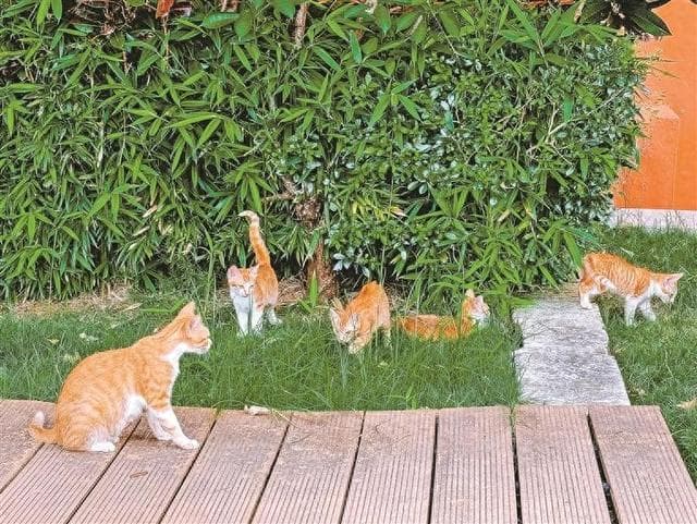 流浪猫变身“校本课程”主角