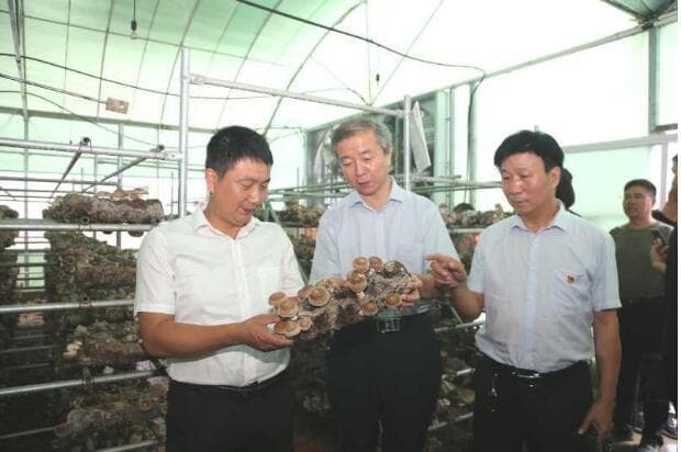 泌阳花菇“三级跳” 跳出质高农增效