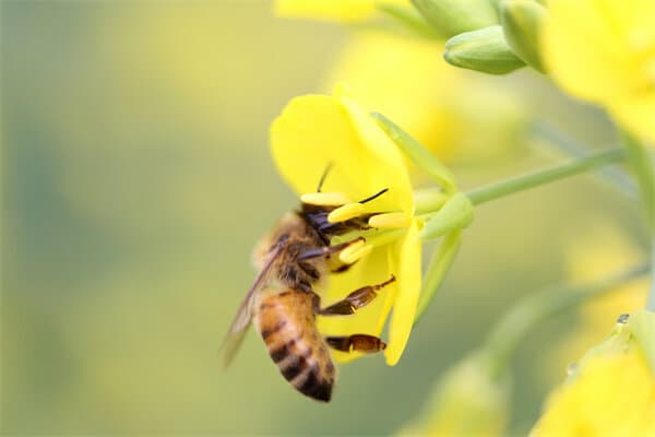 蜜蜂最怕什么农药