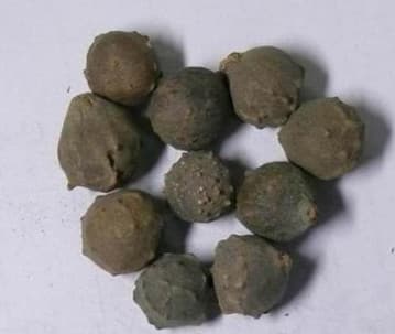 没食子的功效与作用