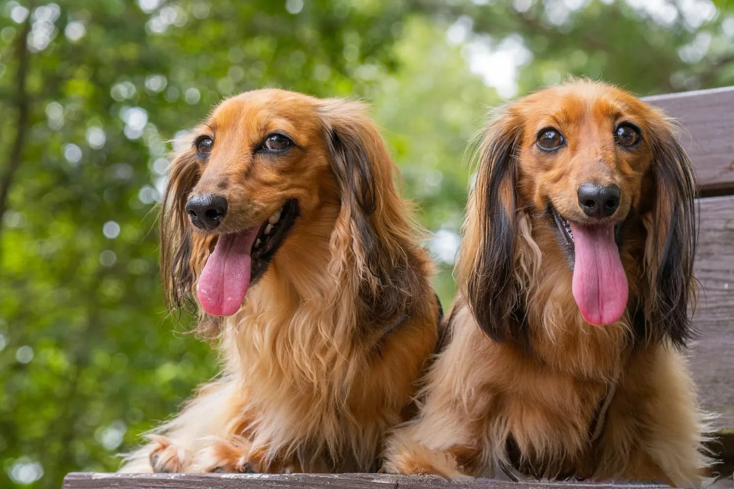 从选犬到保健：新手养狗必备的科学养护指南