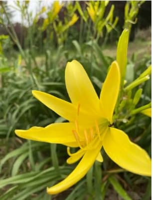 金针花和黄花菜：同一种植物的两种称呼