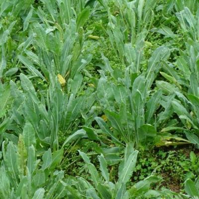 板蓝根：从植物学特征到药用价值的全面解析