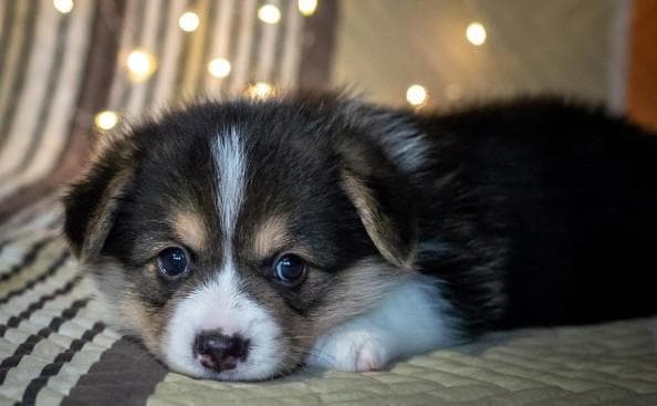 怎样让幼犬晚上睡通宵