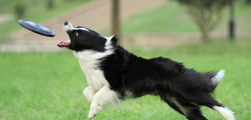边境牧羊犬的价格究竟多少？（揭秘边境牧羊犬价格的背后因素与变动情况）