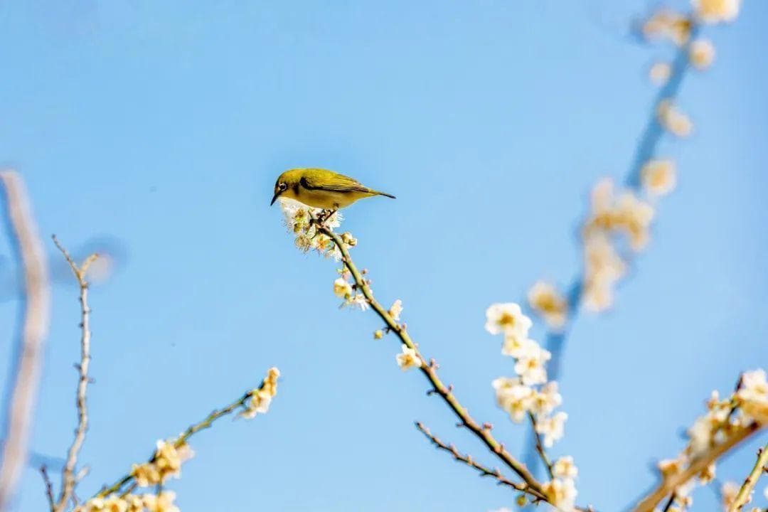 今日立春，万物起始、一切更生，护阳养肝正当时