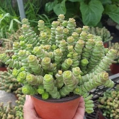 适合强阳光暴晒的多肉植物 不怕暴晒的60种植物多肉