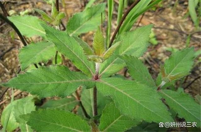 丹参栽培技术，水肥管理要上心，科学种植很关键