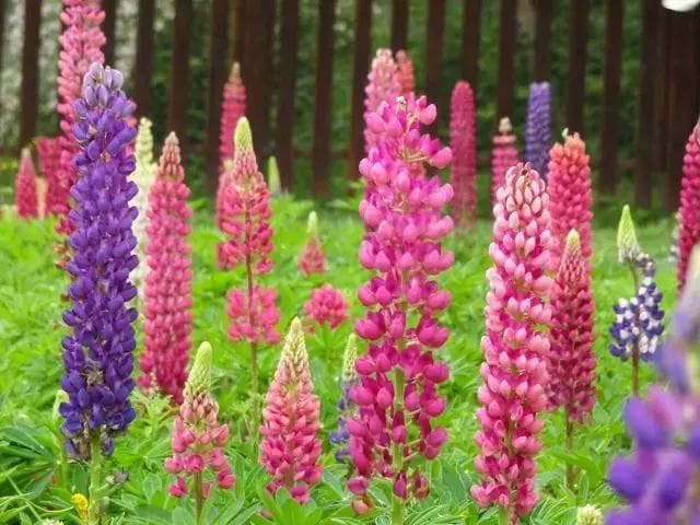 鲁冰花养护指南：从土壤要求到日常护理