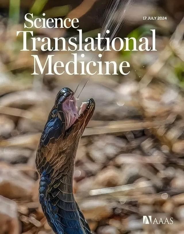 科学家找到眼镜蛇毒液的“廉价解药”！