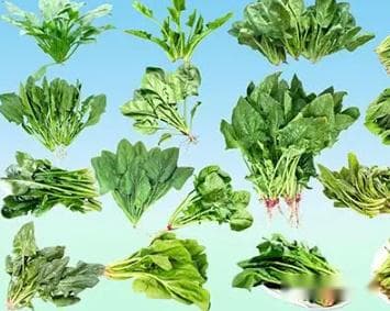 蔬菜分类明细表