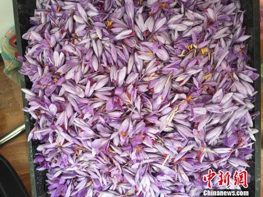 藏红花原产地竟不是西藏？但现在种植成功了