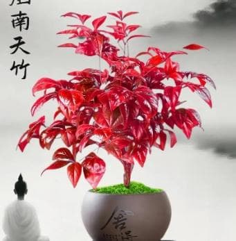 火焰南天竹怎么养？六大方法助你轻松养护