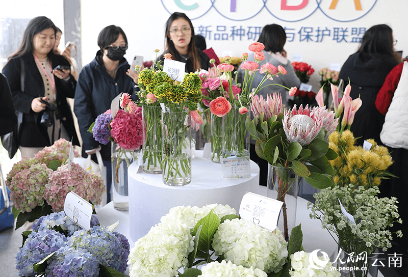 昆明呈贡：斗南花香飘全球 鲜花经济绽活力