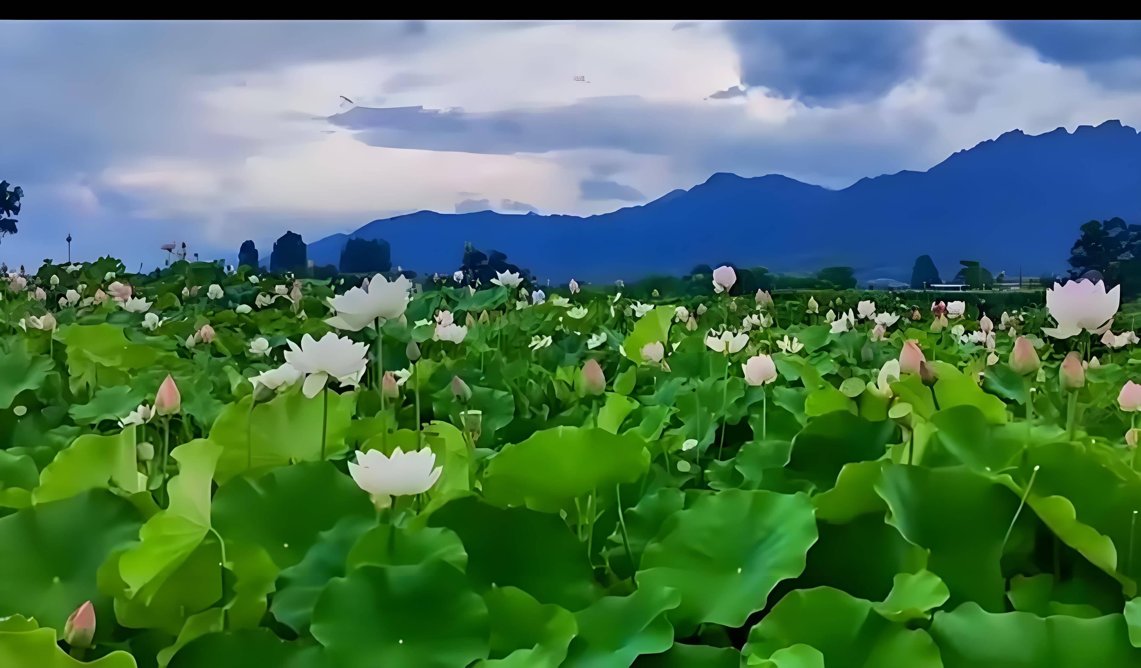 白落梅精彩语录欣赏：世俗之外，心灵之岸