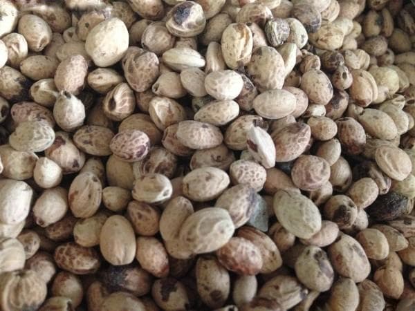 樱花种子什么时候播种最好？种植方法全攻略