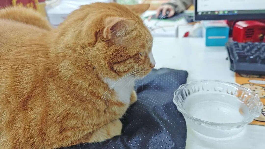 啥是观水症？猫咪盯着水不喝，就是快死了？