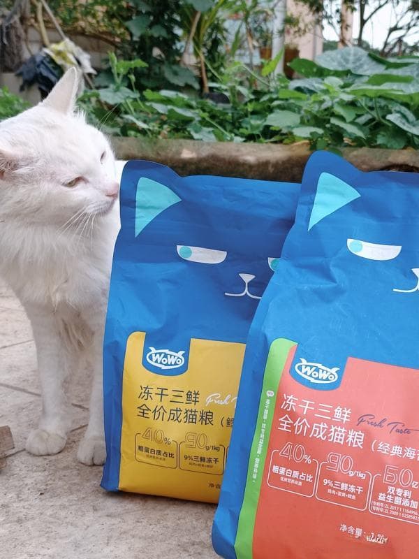 与宠物猫建立深厚情感的六大方法