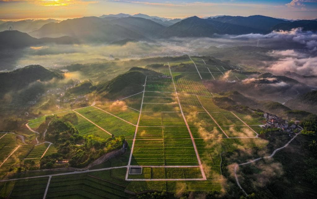 “速”写磐安“三”千年②丨踏遍大盘山，追本溯源千年药
