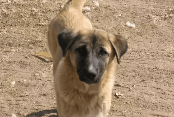 中华田园犬幼犬怎么养（比较好）