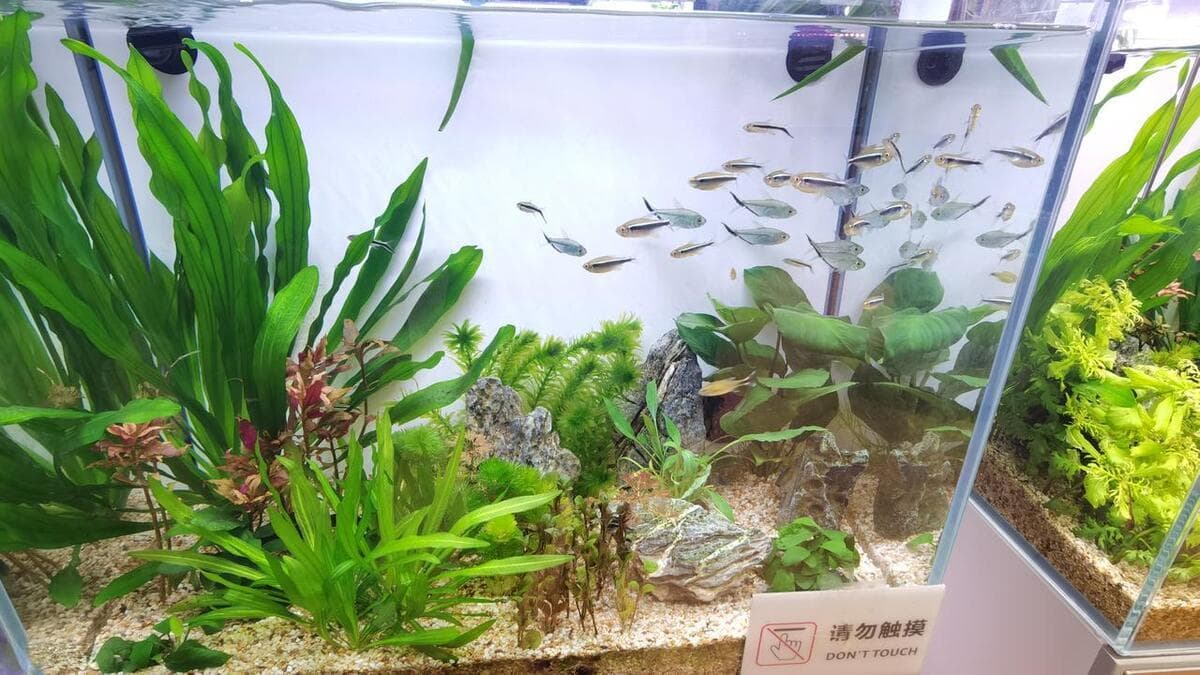 生态鱼缸如何建立生态系统