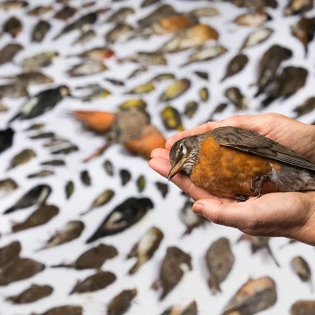 投喂流浪猫，等于助力城市里的物种灭绝者
