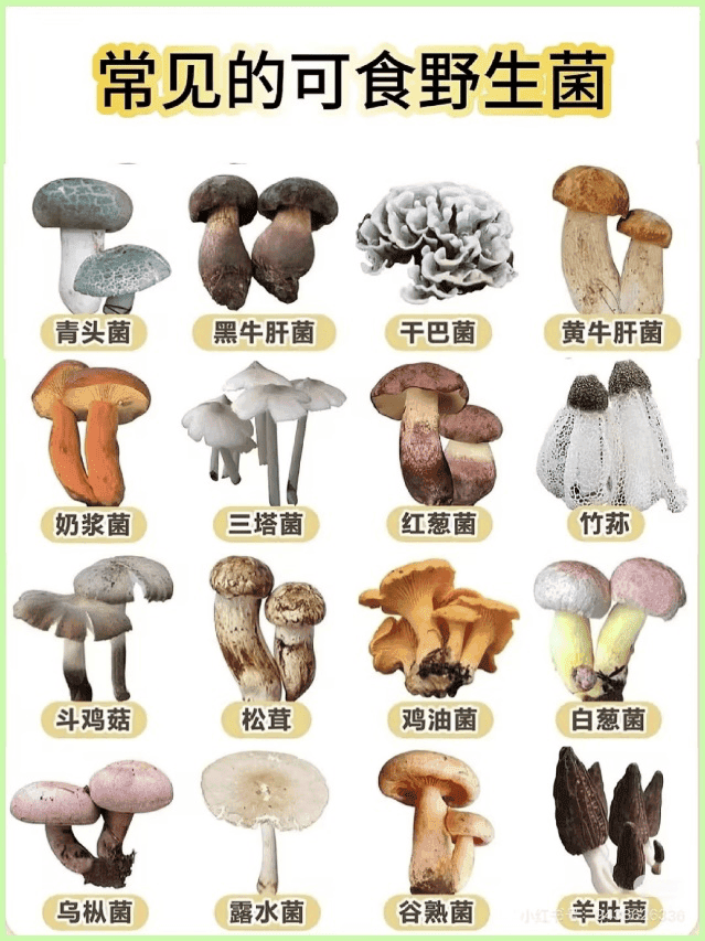 路边的野菇别随便采，来学学如何辨别可食用蘑菇