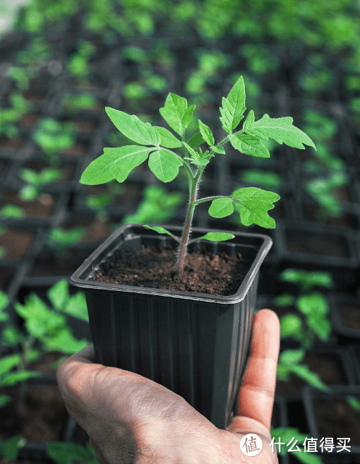 掌握5个关键点，让盆栽小番茄实现高产