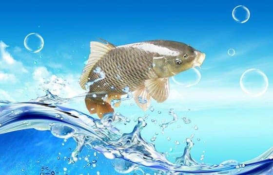 鲤鱼为什么喜欢跳水？从科学到餐桌的全面解析