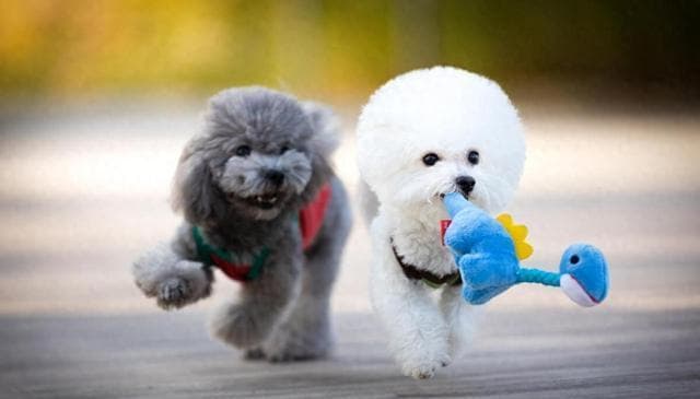 泰迪犬VS比熊犬？泰迪犬与比熊犬的性格差异全方位对比！