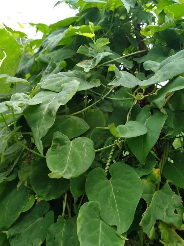 人工种植何首乌的方法和注意事项